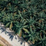 The Impact of Plant Sterols on Cholesterol