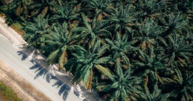 The Impact of Plant Sterols on Cholesterol