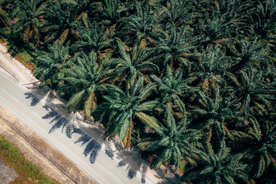 The Impact of Plant Sterols on Cholesterol